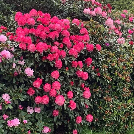 Stayhome Apartmán Varel